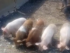Продаются поросят