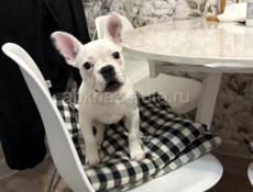 Щенок ФРАНЦУЗ