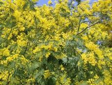 Земельный участок коммерция 9 сот 