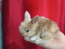 Кролики карликовой породы и больших пород.