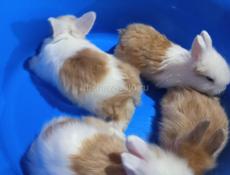 Кролики карликовой породы и больших пород.