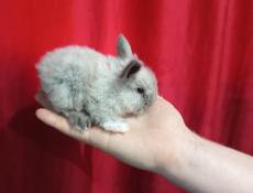 Кролики карликовой породы и больших пород.