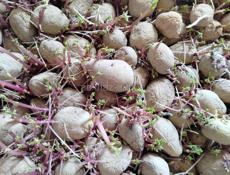 Картошка на прсадку