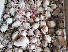 Картошка на прсадку