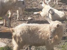 Продаю козы оптом