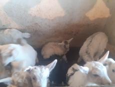 Продаю козы оптом