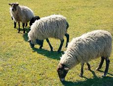 Продаю барашек.