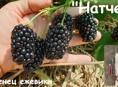 Ежевика Натчез