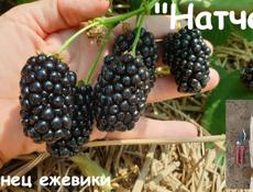 Ежевика Натчез