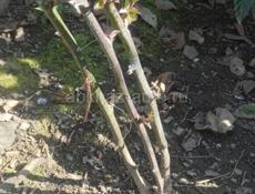 Ежевика Натчез