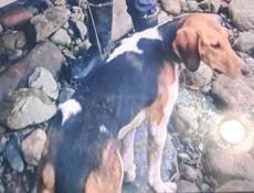 ,ПРАПАЛА САБАКА .