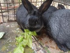 Продаю 4 кролика подростковые  цена 2500 за штуку