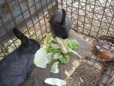 Продаю 4 кролика подростковые  цена 2500 за штуку