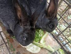 Продаю 4 кролика подростковые  цена 2500 за штуку