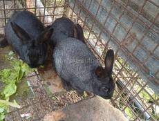 Продаю 4 кролика подростковые  цена 2500 за штуку