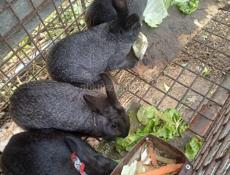 Продаю 4 кролика подростковые  цена 2500 за штуку