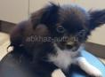 Продаём щенка чихуахуа 