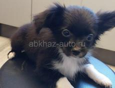 Продаём щенка чихуахуа 