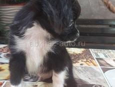 Продаём щенка чихуахуа 