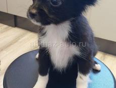 Продаём щенка чихуахуа 