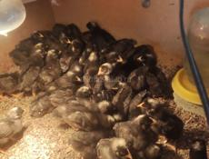 Продаются цыплята 