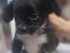 Продаём щенка чихуахуа 
