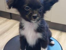Продаём щенка чихуахуа 