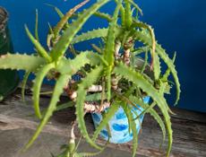 3 цветка за1000₽