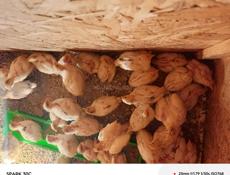 Продаются перепелята