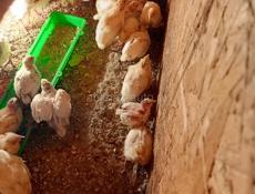 Продаются перепелята