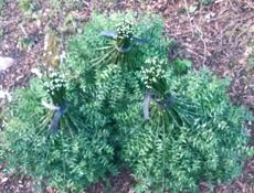 Веники калючие