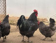 Продаются куры ,породы Джерский гигант