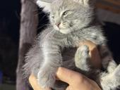 КОТЁНОК БЕСПЛАТНО!!!!