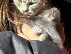 КОТЁНОК БЕСПЛАТНО!!!!