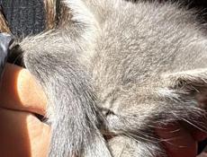 КОТЁНОК БЕСПЛАТНО!!!!