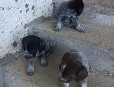 ПРОДАЮТСЯ ДРАТХААРЫ!