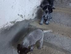 ПРОДАЮТСЯ ДРАТХААРЫ!