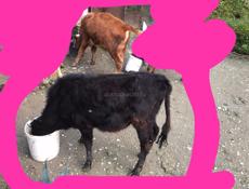 Бычок и телёнок