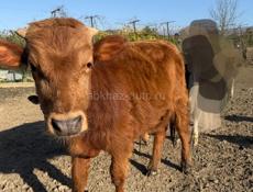 Продается бык