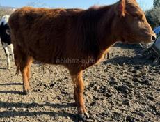 Продается бык