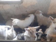 Продаю козы + козлята в подарок