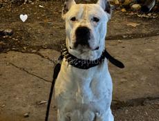 Аргентинский дог