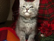 КОТЁНОК БЕСПЛАТНО!!!