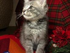 КОТЁНОК БЕСПЛАТНО!!!