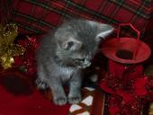 КОТЁНОК БЕСПЛАТНО!!!