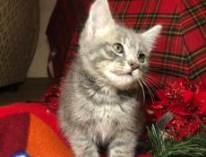 КОТЁНОК БЕСПЛАТНО!!!