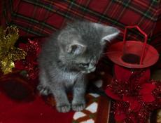 КОТЁНОК БЕСПЛАТНО!!!