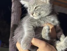 Отдам котёнка в хорошие руки