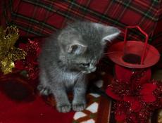 котёнок (девочка)ищет семью!