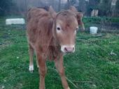 Продаётся тёлка двухмесячная